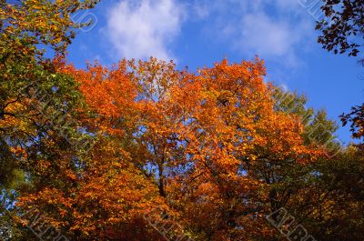 Colorful trees