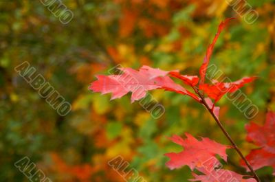 Red leafs