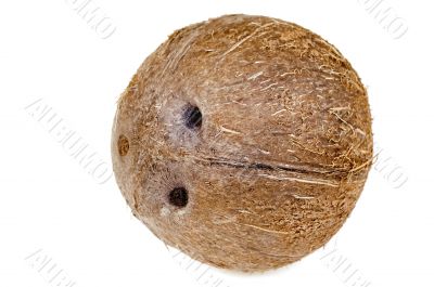 Coconut isolated