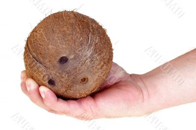 Coconut isolated