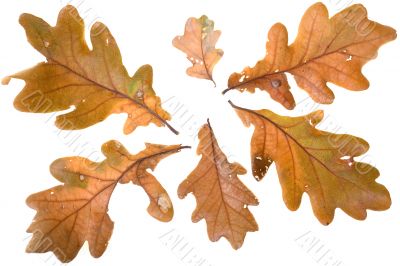 Autumn leafs