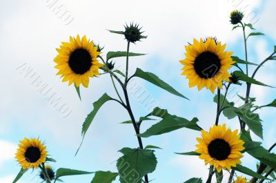 Sunflowers