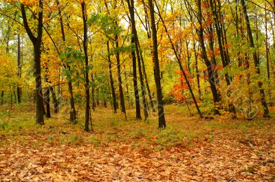 Autumn forest