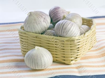 Purple Garlic