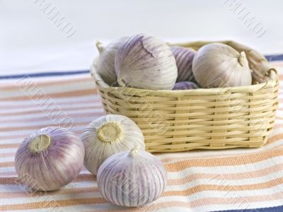 Purple Garlic
