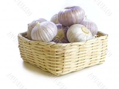Purple Garlic