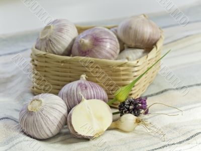Purple Garlic