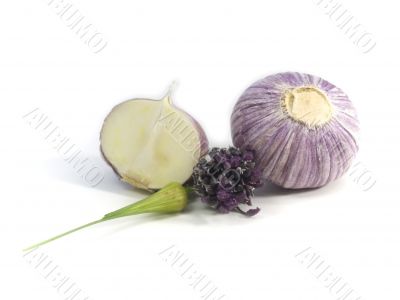 Purple Garlic