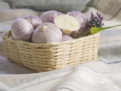 Purple Garlic