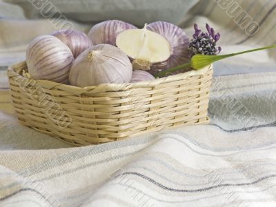 Purple Garlic