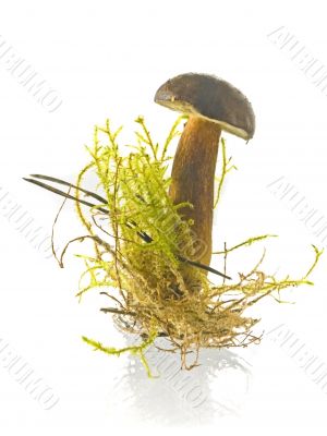 mushrooms