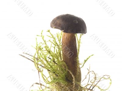 mushrooms