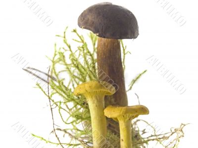 mushrooms