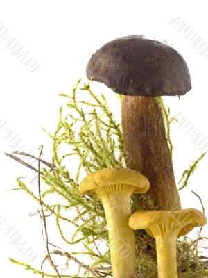 mushrooms
