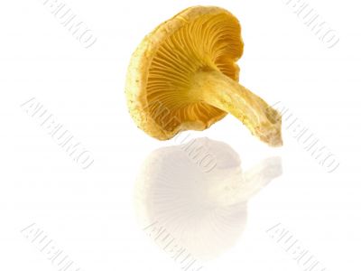 mushrooms