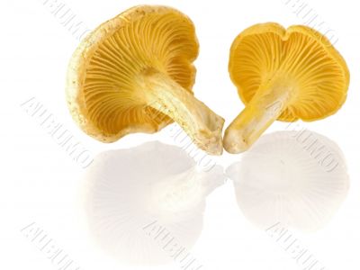 mushrooms