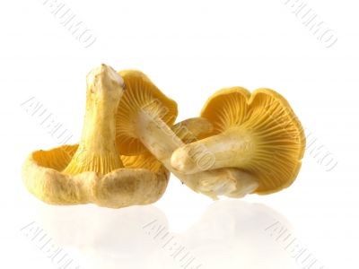 mushrooms