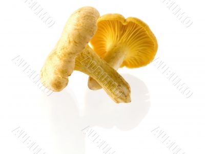mushrooms