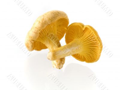 mushrooms