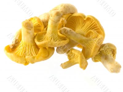 mushrooms