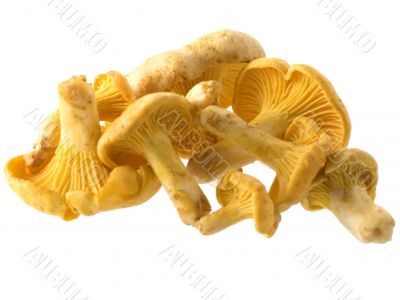 mushrooms
