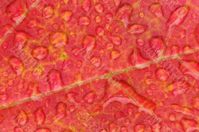 Raindrops on Maple Leaf
