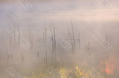 Reeds and Autumn Reflections