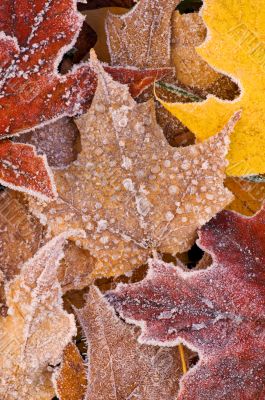 Frosted Maple Leaves