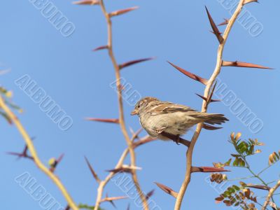 Sparrow