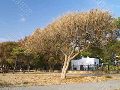 Old tree in the autumn