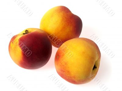 Tree tasty