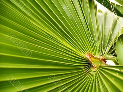 Mexican Fan Palm