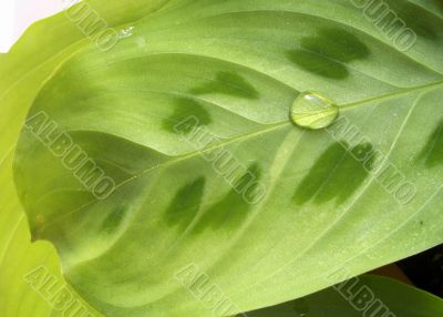 waterdrop on leaf