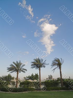 Tree palms.