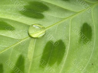 waterdrop on leaf