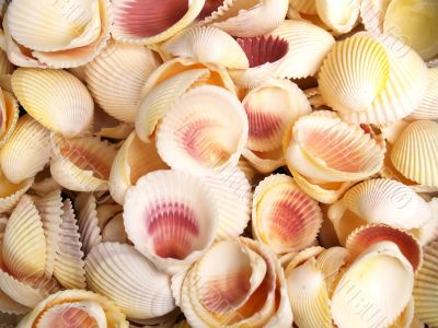 Seashells