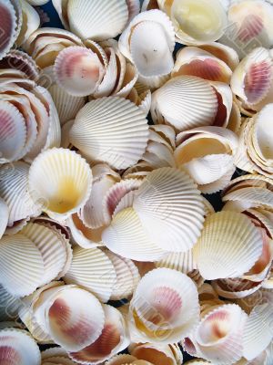 Seashells