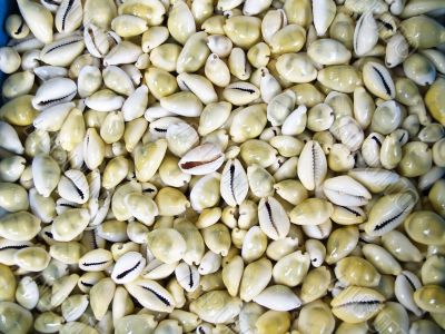 Seashells cowrie
