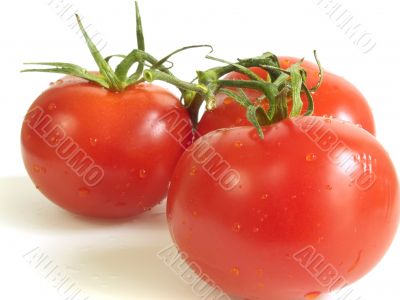 Tree vine tomatoes