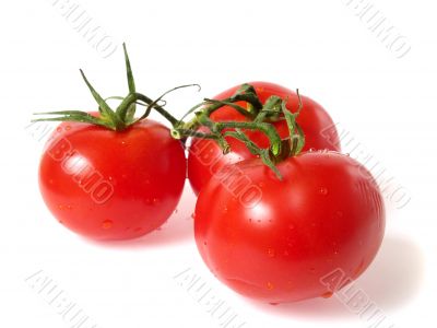 Three tomatoes