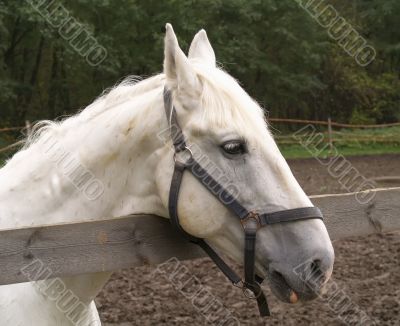 Head of a horse
