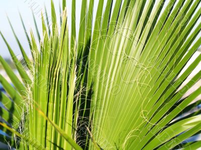 Mexican Fan Palm