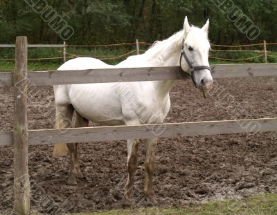 white horse in paddock