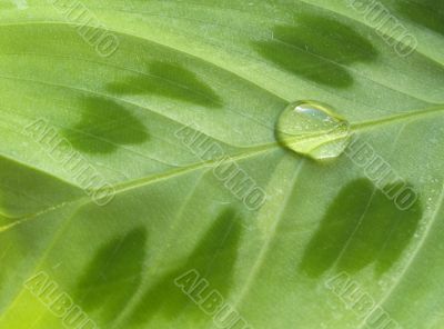 waterdrop on leaf