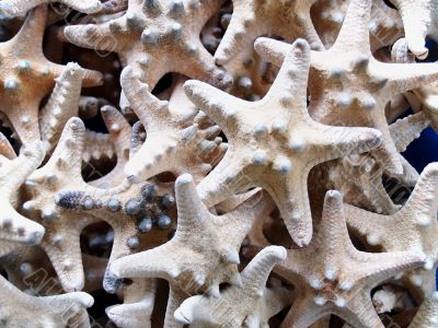 Starfishes