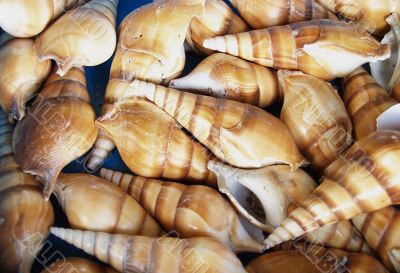 Seashells