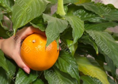 Plucking orange