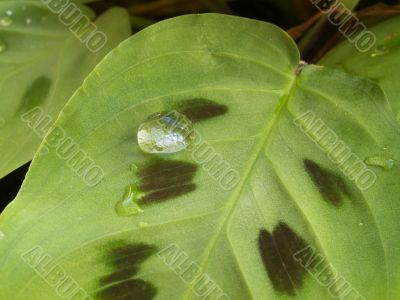 waterdrop on leaf