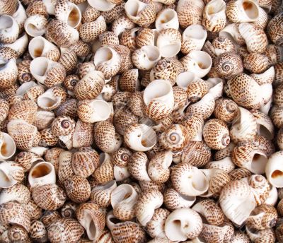 Seashells