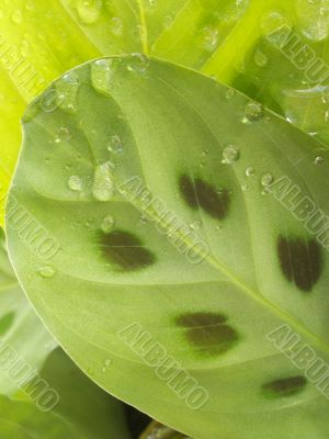 waterdrop on leaf